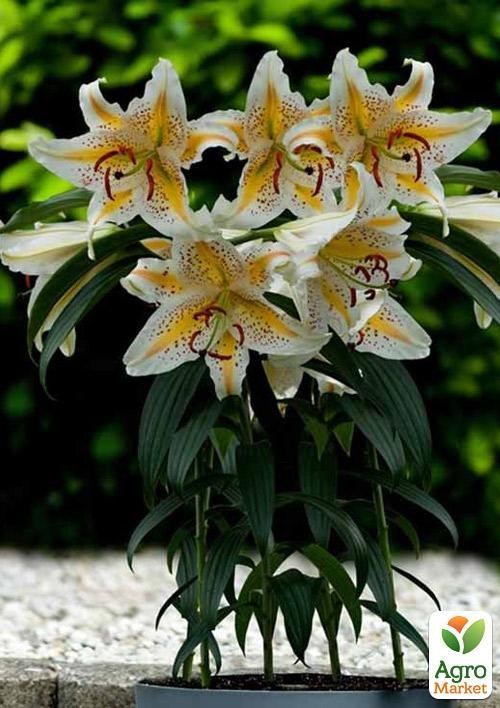 Лілія Кімнатна "Auratum"