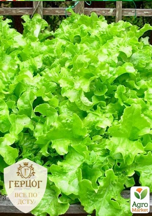 Салат "Герцог" "Одесский кучерявец" ТМ "Весна" 3г