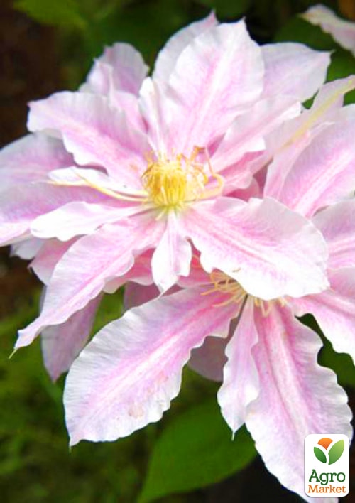 Клематис "Princesse Alexandra" (повторноквітучий сорт)