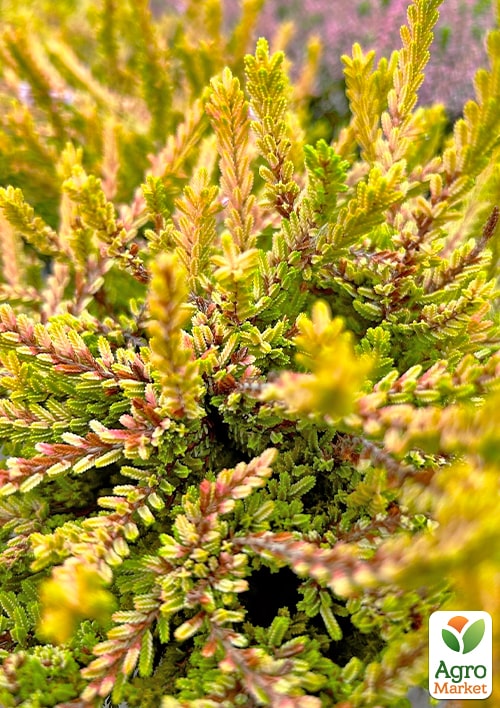 Вереск жовтий звичайний "Роберт Шампан" - фото 2