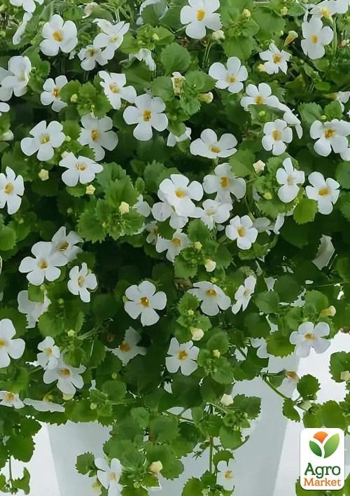 Бакопа Ампельная "Gulliver Dynamic White" - фото 2