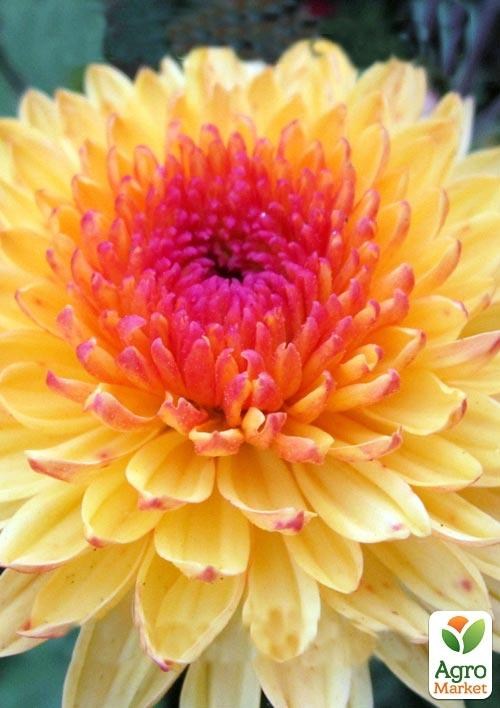 Хризантема корейська "Сонцесвіт" 