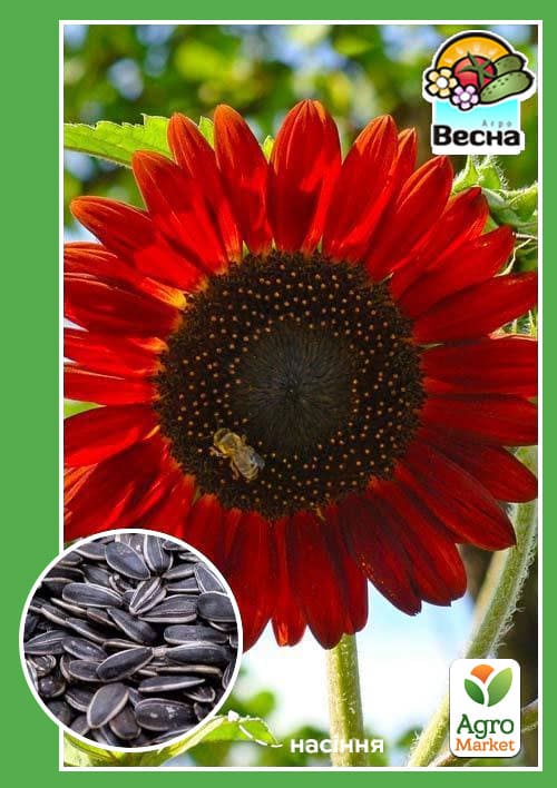 Соняшник "Червоне сонечко" ТМ "Весна" 0.5г