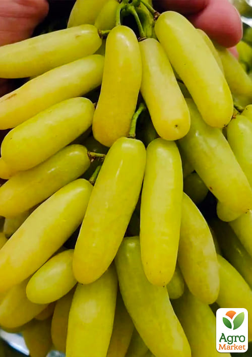 Виноград кишмиш "Супер Сонака" (укорененный саженец в контейнере) - фото 5