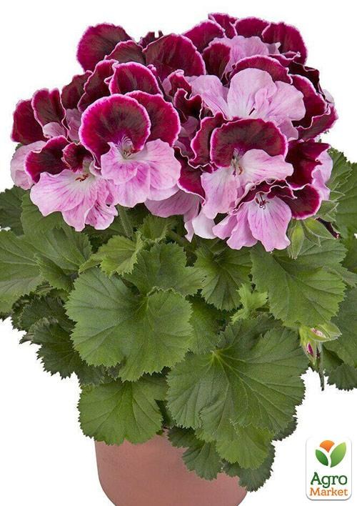 Пеларгония Королевская Novita Classic "Black & White"