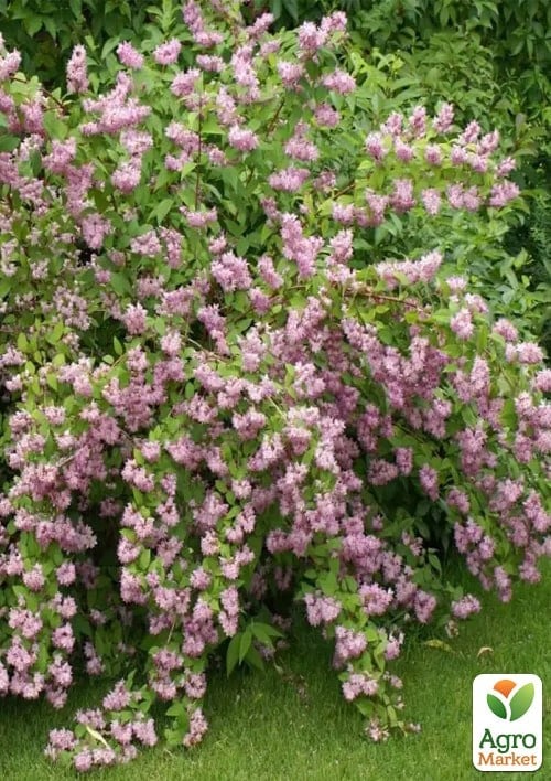 Дейція гібридна "Strawberry Fields" - фото 3