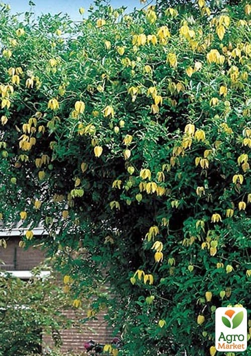 LMTD Клематіс 3-х річний "Tangutica" (висота 60-80см) - фото 6