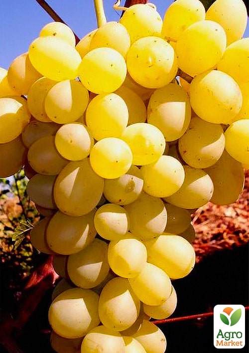 Виноград "Володар" (кишмиш сверхраннего срока созревания)