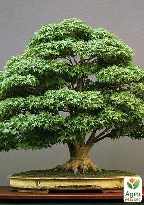 Клен японский зеленый "Самурай" ТМ "Vesna Exclusive" 3шт