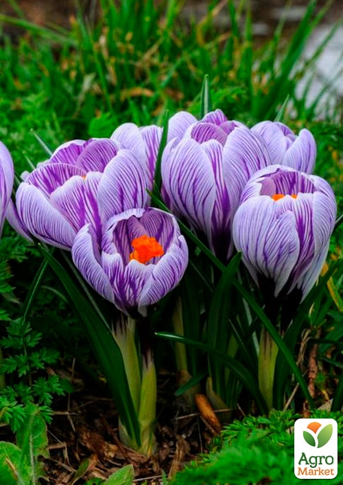 Крокус крупноцветковый "Pickwick" укорененный - фото 5