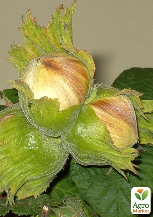 Эксклюзив! Фундук "Бердзнула" (Berznula) (премиальный, высокоурожайный сорт)