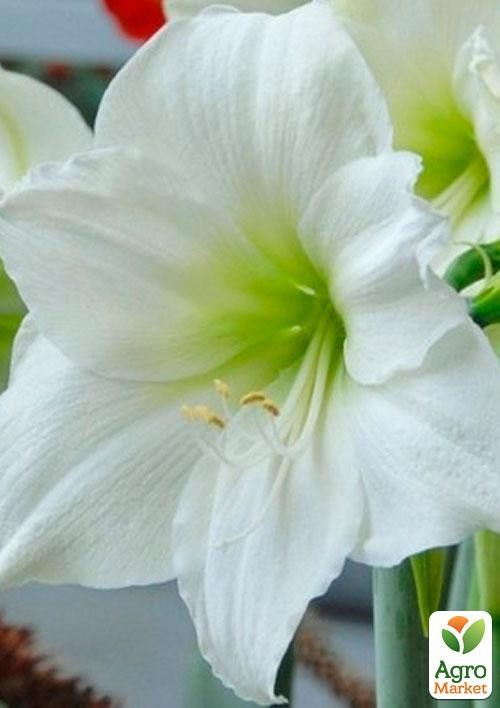 Гиппеаструм простой "White" (Амариллис) 1шт в упаковке
