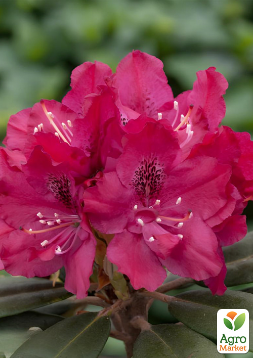 Рододендрон гібридний "Zygmunt III Waza"