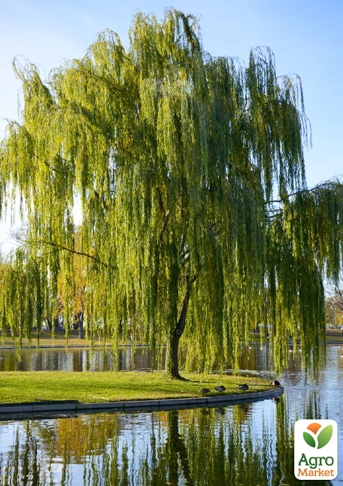 Ива плакучая вавилонская "Babylonica", Р9