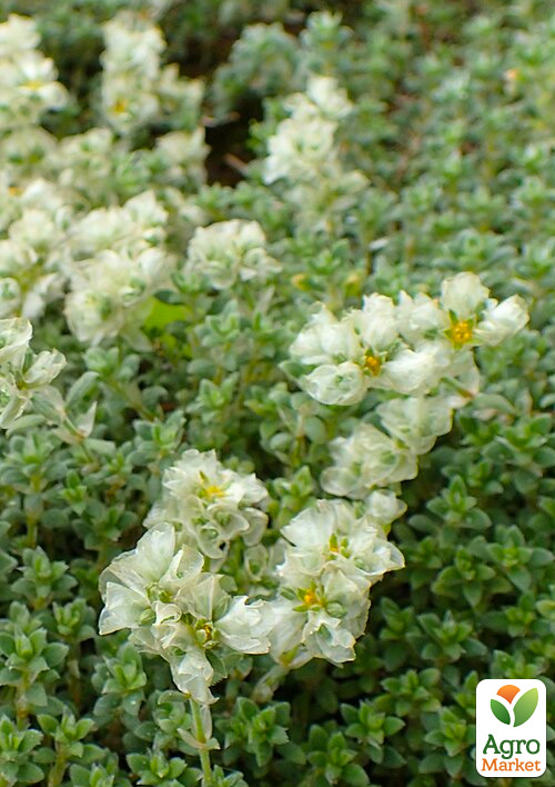 Паронихия подушковидная (редкий, ползучий вечнозеленый многолетник)