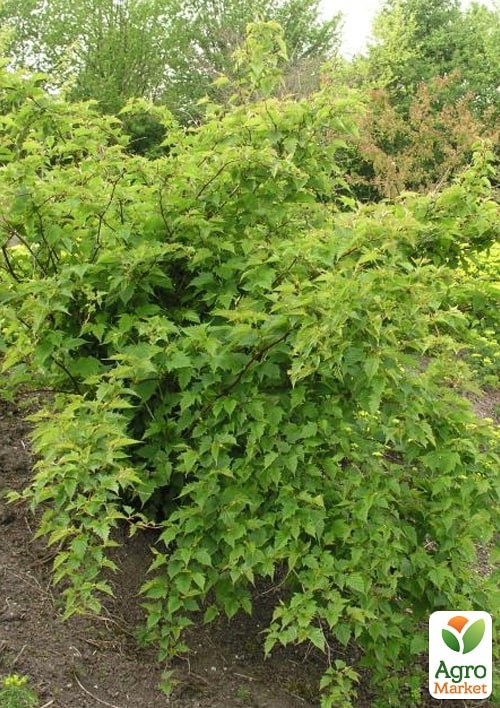 Стефанандра 3-х летняя "Tanakae" С5, высота 30-40см - фото 2