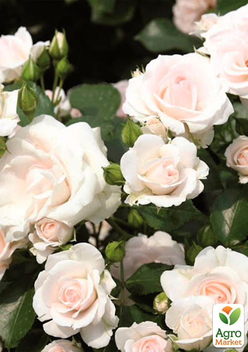 Троянда ґрунтопокривна "Aspirin Rose" (саджанець класу АА +) вищий сорт - фото 4