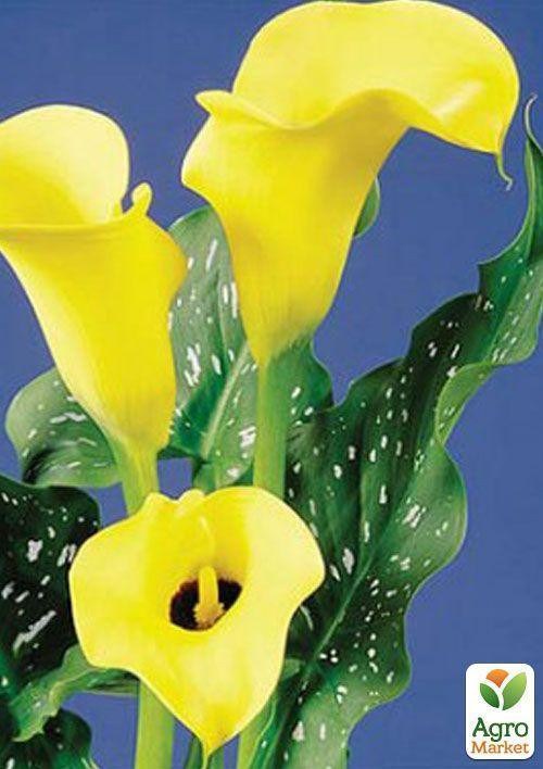 Калла "Black Magic" 1шт в упаковке - фото 2