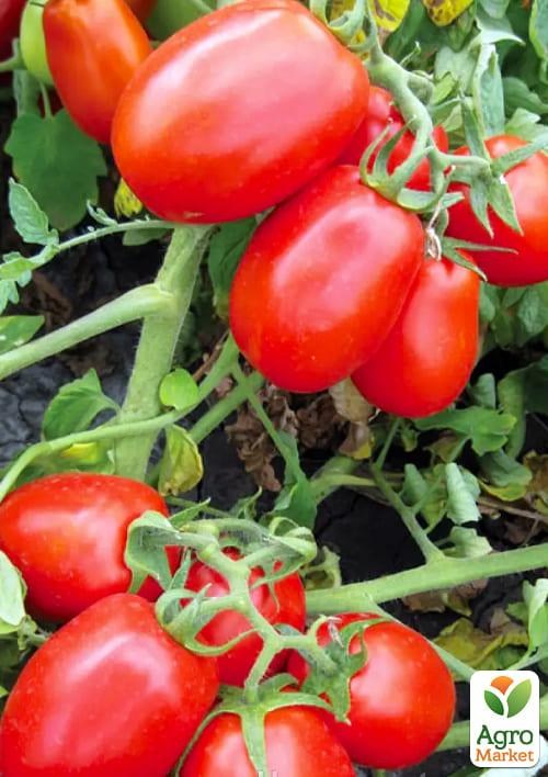 Томат "8504 F1" ТМ "Vesna Select" 100шт