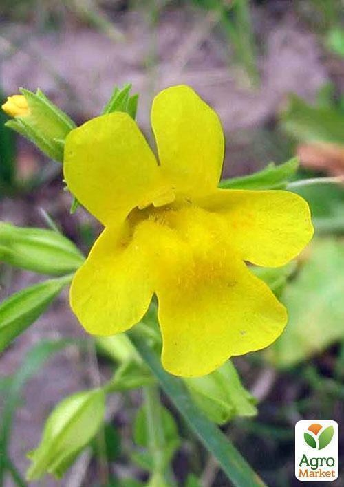 Губастик желтый - фото 2