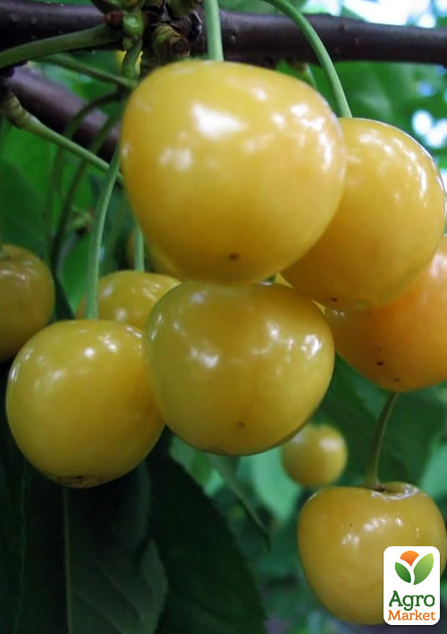 Черешня желтая "Желточек" (летний сорт, ранний срок созревания)