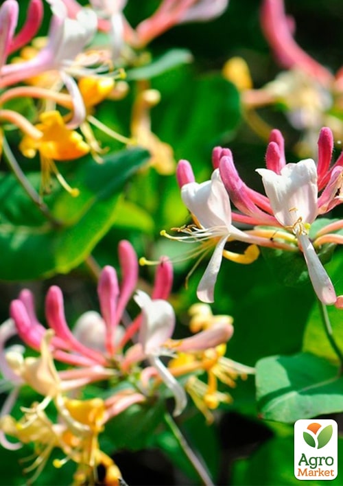 Жимолость "Serotina" (декоративная, плетистая) С2 - фото 4