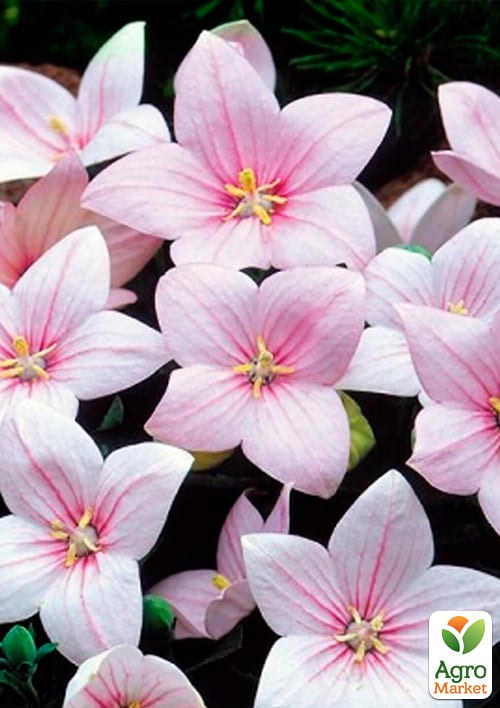 Ширококолокольчик (platycodon) "Grandiflorus Fuji Pink" - фото 2