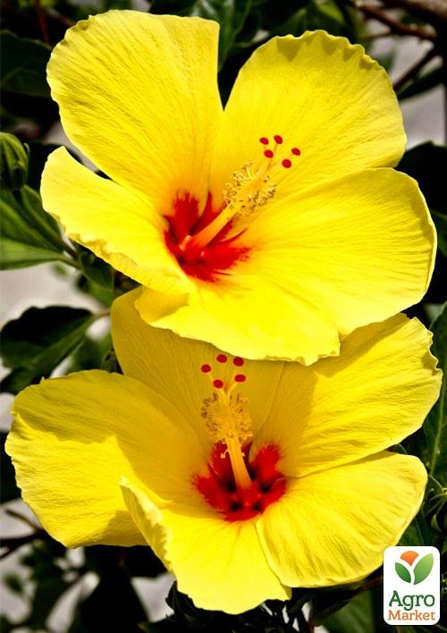 Гибискус на штамбе "Sunset Yellow" - фото 6