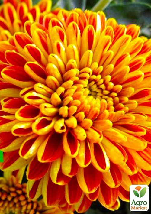 Хризантема мультифлора "Прекосіта Флейм" (вкоріненого живця висота 5-10 см)