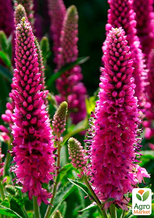 Вероніка Колосиста "Red Fox"