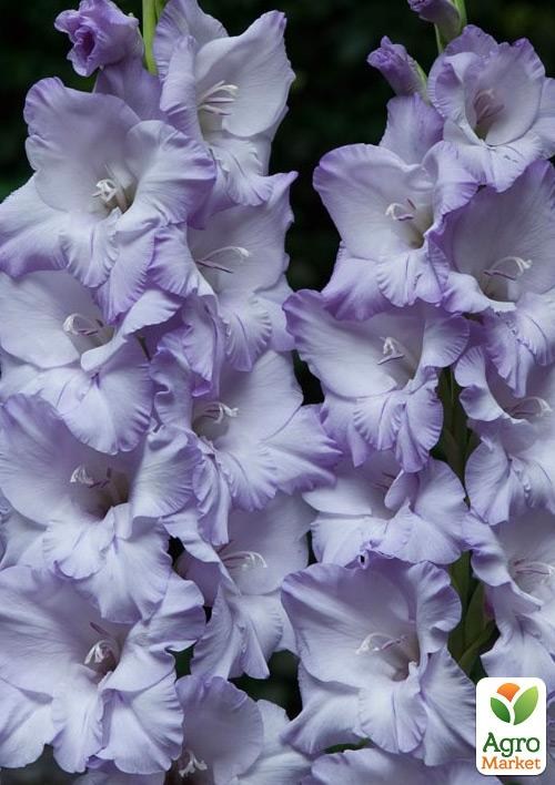 Гладіолус "Sweet Blue"