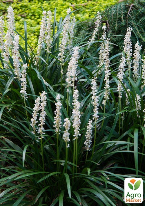 Лириопе "Monroe White" вазон С2, высота 20-40см - фото 3