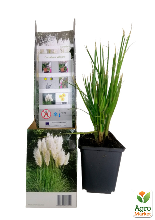 Кортадерия Серебристая "White" (пампасная трава) - фото 5