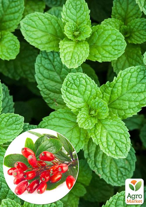 Мята Барбарисовая Якима  (Mentha spicata Yakima)