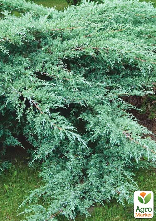 Можжевельник виргинский Grey Owl (контейнер Р9, высота 10-15см)