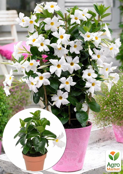 Дипладения (Mandevilla) "Snow White" (цветущая лиана)