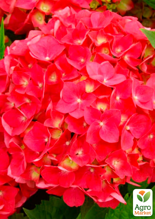 Гортензія крупнолиста рожево-червона "Люцифер" (Leuchtfeuer) - фото 5