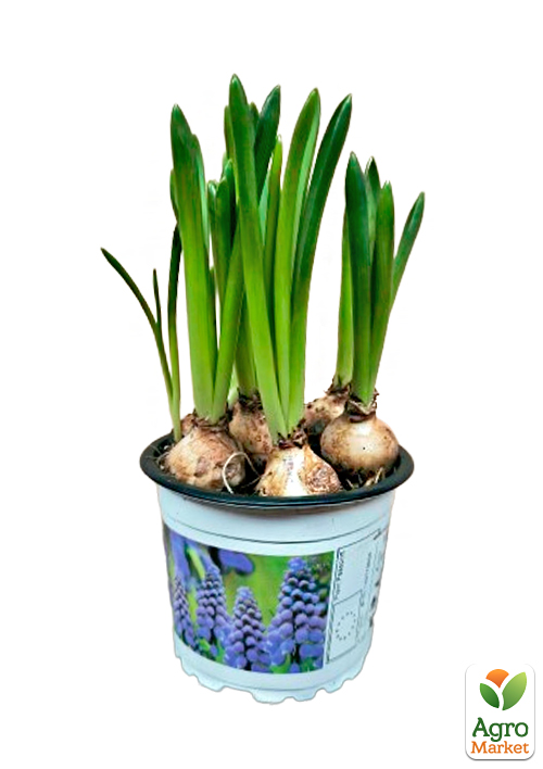 Мускари "White Magic" укорененные - фото 6