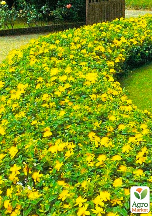 Зверобой чашечковидный (Hypericum calycinum)