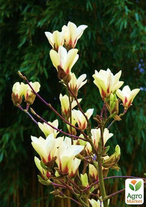 Магнолия "Sunrise"