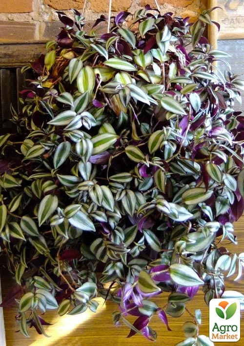 Традесканция ампельная "Pink Joy"  