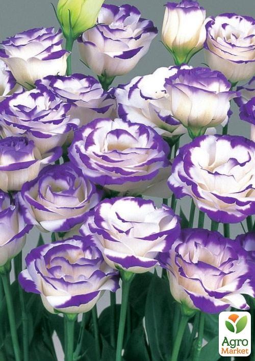 Еустома махрова "Megalo Blue Picotee" укорінена в контейнері Р9