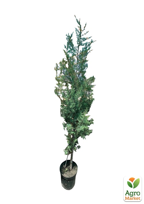 Кипарис Аризонський 8-річний (Cupressus arizonica) висота 180-200см - фото 2