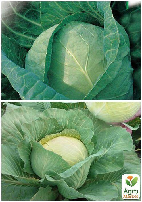 На развес Капуста "Ярославна" ТМ "Весна" цена за 6г - фото 4