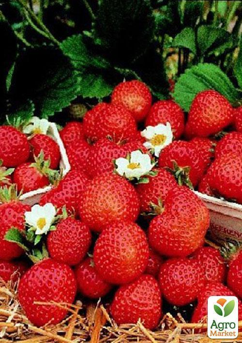 Эксклюзив! Клубника темно-вишневая "Украшение сада" (Decorating the garden) (премиальный высокоурожайный сорт) - фото 6