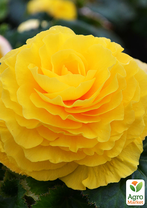 Бегония "Америгибрид гофрированная F1 желтая" ТМ "Vesna Select" 5шт - фото 2