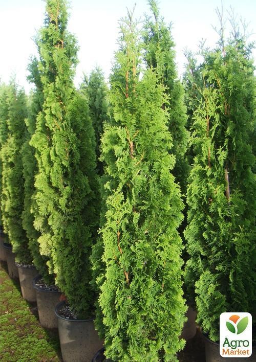 Туя западная "Spiralis" (контейнер Р9, высота 10-20 см)