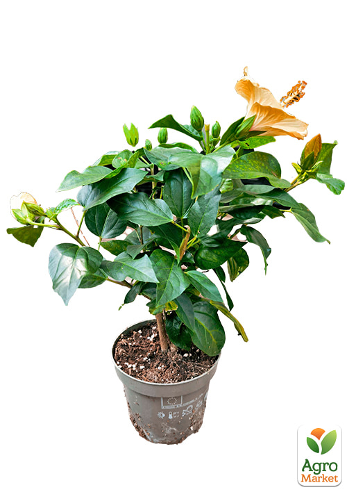 Гибискус комнатный "Boreas Orange"  - фото 5