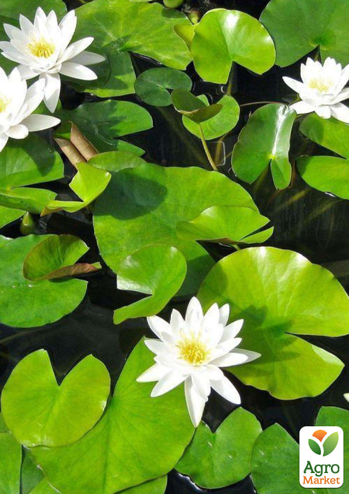 Нимфея "Marliacea Albida" - фото 2