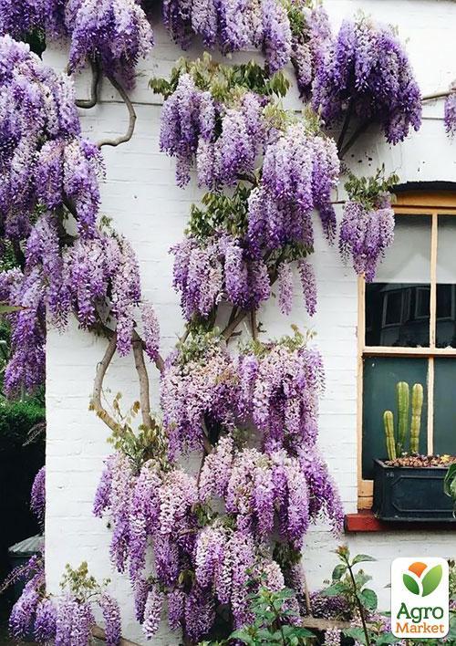 Глициния сиреневая “Модный дом”